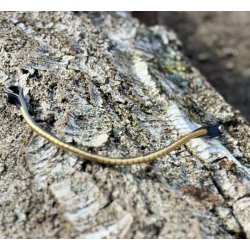 PRooF Wave Clincher pandeb�nd sort - Messing