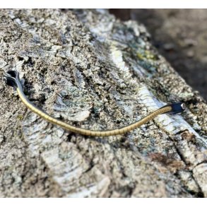 PRooF Wave Clincher pandeb�nd sort - Messing